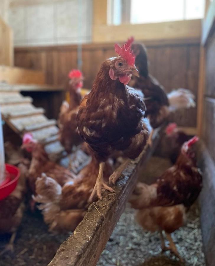 Ferienwohnung Winnebachhof Esterno foto
